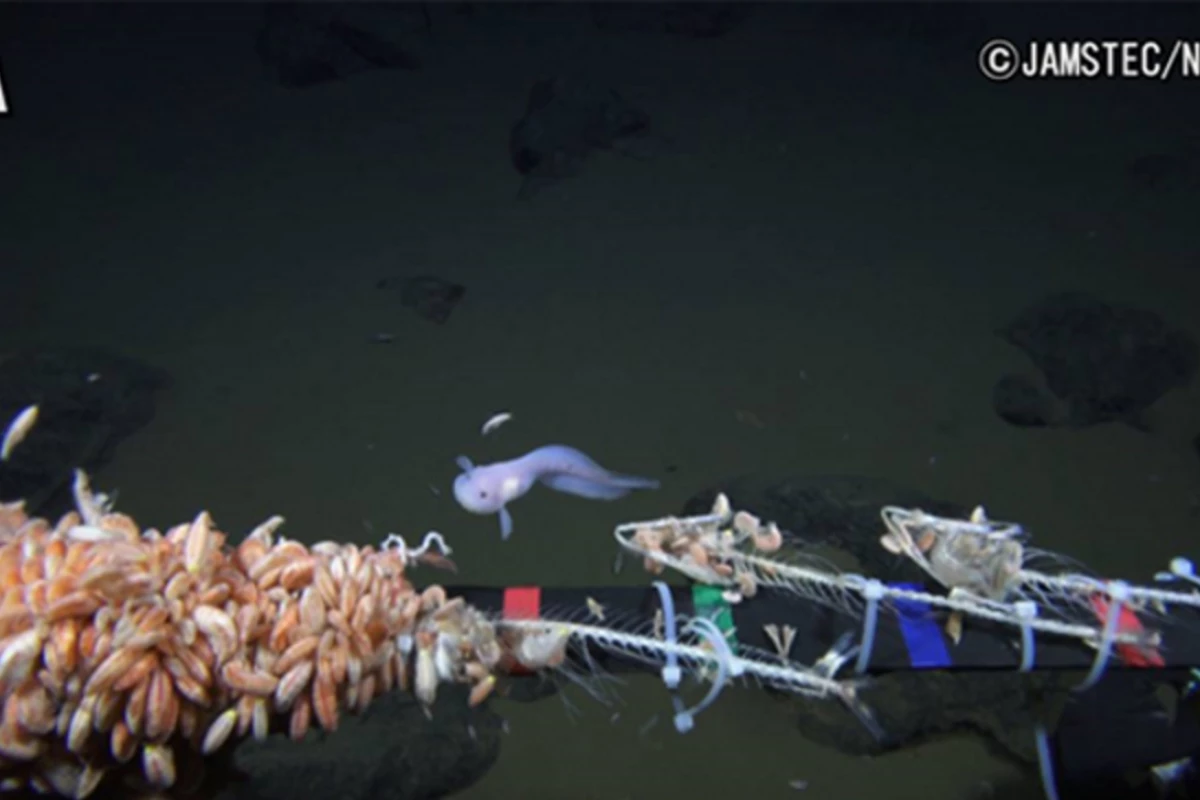 コンピュータ・IT Deep Sea Fishes コンピュータ・IT Deep Sea Fishes コンピュータ・IT Deep Sea